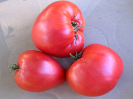 6 vysoký rajče skleníky a výfukové sibiřský Chov