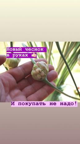Arrows - žádné extra česnekem na lůžku. Foto: blog.garlicfarm.ru