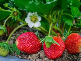 5 jednoduchých pravidel péče o jahody na zahradě v červenci a srpnu do příštího roku byla velká úroda
