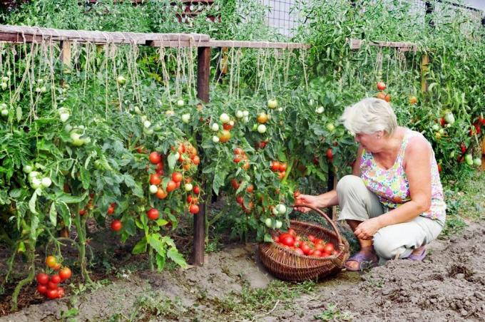 Sklizeň rajčata (superdom.ua)