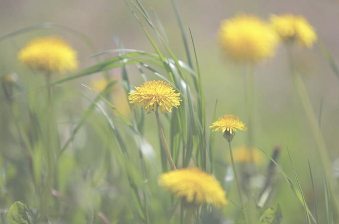 Kvetoucí pampelišky - krásný pohled! (Photo.99px.ru)