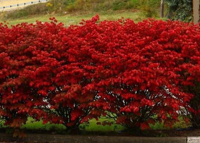 Červené listy na podzim Euonymus (landas.ru)