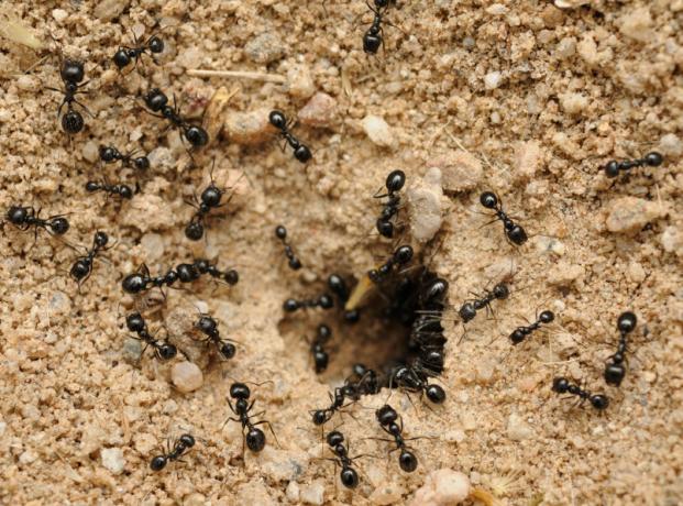 Jak se zbavit mravenců použitím sody | Zahrádkářství a zahradnictví