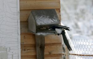 Pták život v obci v zimě