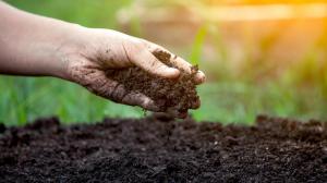 Nejjednodušší způsob, jak zjistit kyselost půdy