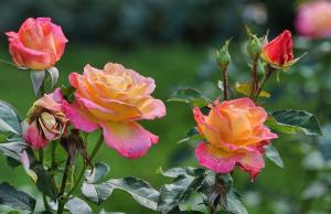 I odhalí své tajné soda omladit růže na zahradě