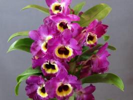 Amazing Dendrobium. Rysy pěstování a péče