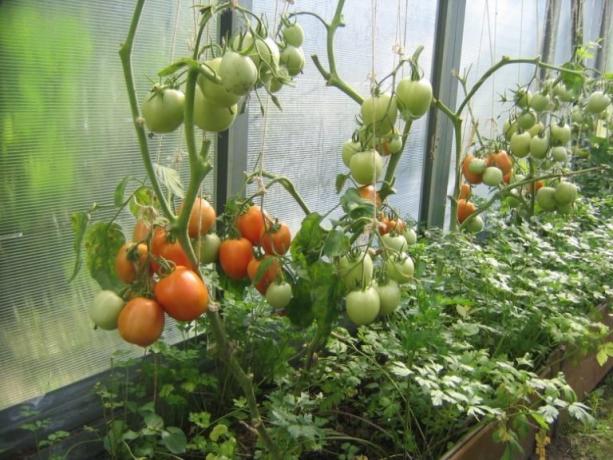 Zrání rajčat ve skleníku je možné urychlit! (Mojateplica.ru)