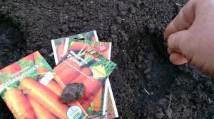 Výsadba mrkev pod zimu-, jak se vyhnout chybám.