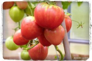 5 Většina sladké odrůdy rajčat