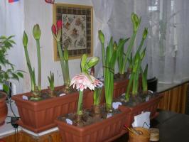 Péče po odkvětu Hippeastrum. Několik důležitých pravidel