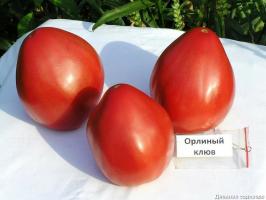 4 nejlepších rajčat odrůdy pro skleníky a otevřeném terénu. Top sestavili odborníci.
