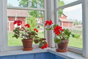 Pro lepší okna dát muškáty, orchideje, fialky a Spathiphyllum