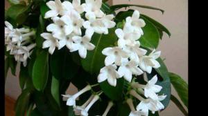 Jasmine flower room: především péči doma