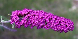 Buddleja - okrasné keře, připomínající šeřík