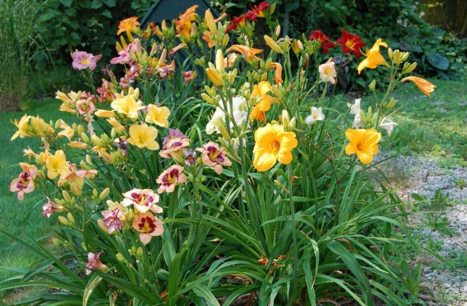 Zdá se mi, že daylilies tiše, ale rychle naplněna naše zahrady. Před 15 lety, květ byl více zvědavost než je obvyklé chovance lůžek. A co teď?