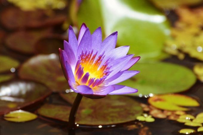 Blue lotus - zakázáno krása | ZikZak