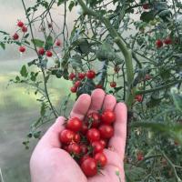 Cherry Proč by měl myslet před výsadbou rajčat? háček