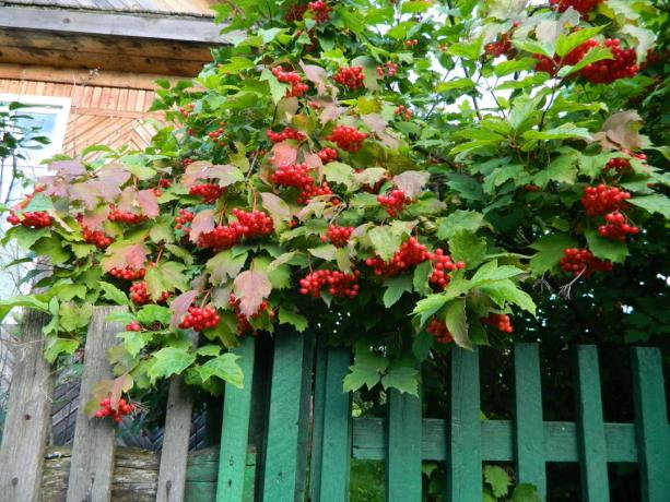 Red Viburnum podzim kartáč (green-ekb.ru)