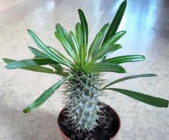 Pachypodium: home care a propagace