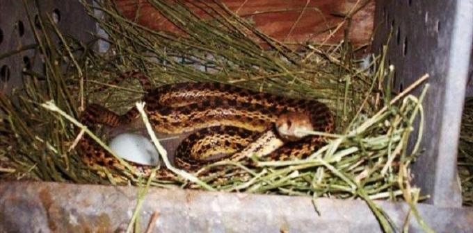 Tmavá stodola se slámou může být skvělý domov pro hady