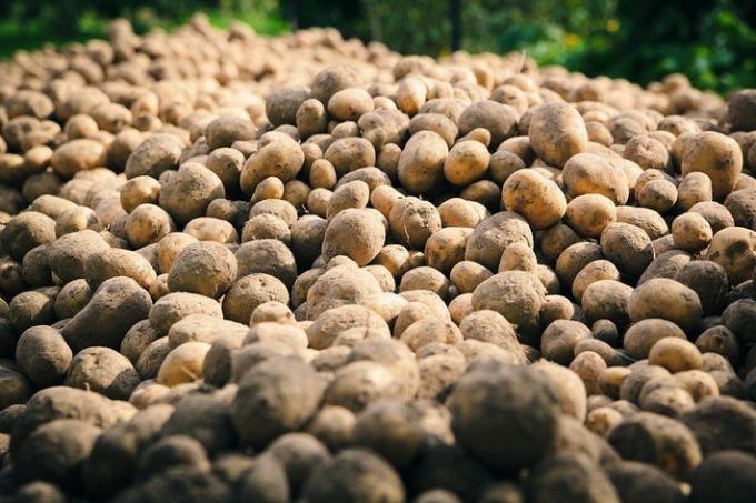 2 hloupé chyby pěstování brambor | Zahrádkářství a zahradnictví