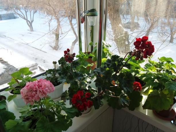 Pokud vaše muškáty kvetou v zimě, není potřeba „období klidu období“ to. Domnívám se, že samotné rostliny vědět, jak nejlépe