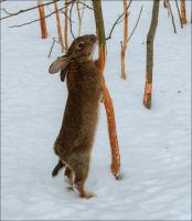 NE hlodavci: Chránit zahrada stromy z králíků a myší