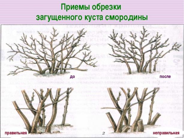 Kácet staré větve u kořene! ( https://fs00.infourok.ru/images/doc/141/163702/img17.jpg)