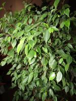 Který chce Ficus benjamina? 5 jednoduchých tipů pro bohatou korunu