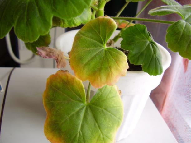 Geranium - prostě není pokojová rostlina, která má ráda suchý vzduch