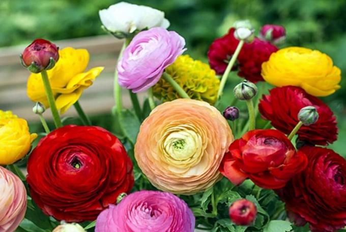 Zvolit zbarvení po chuti: Co je pro vás ten pravý květinové zahradě? Nebo možná se vám pestrou směs, jako na fotce?