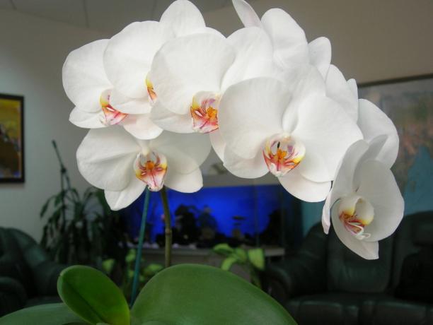 Phalaenopsis - stylová dekorace pro dům (foto k článku převzaté z internetu)