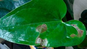 Tmavé skvrny na listech pokojové rostliny: Jak zjistit příčinu a zachránit květ