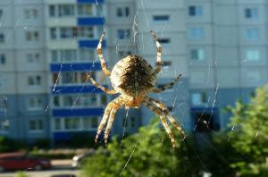 Proč nemůže dotknout pavouky žijící ve vaší domácnosti.
