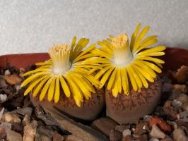 Lithops: kameny nebo rostliny?