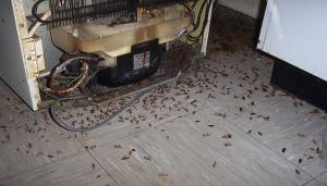 Jak zničit šváby v domě navždy