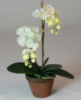 Orchidejí nepotřebuje transparentní hrnec! Hlavní chyba