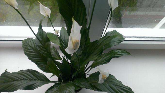 Spathiphyllum na parapet (kashalot.com)