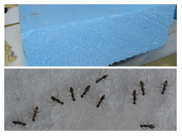 Mravenci, jako hlodavci, ne opovržení pěna