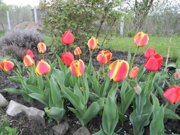 Líbí se vám dvoubarevné tulipány?