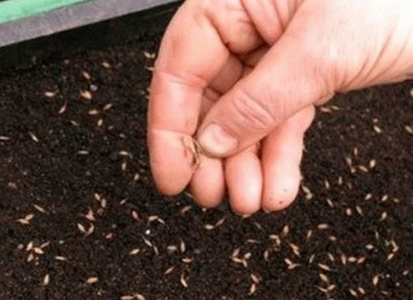 Klíčení je závislá na kvalitě semen: Věnujte pozornost tomu!