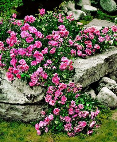 Koberec růže a kameny - krásné a neobvyklé kombinace