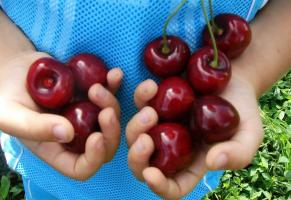 Cherry - většina velkých-rodil i studené odolné odrůdy.