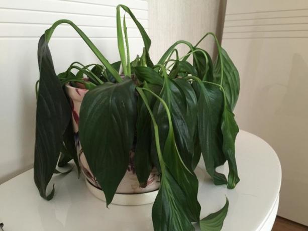 Dobrý plněné Spathiphyllum