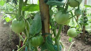 Správně prořezávat rajčat listy - zvýšení výnosu o 2 krát