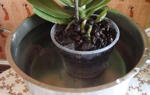 Ujistěte se, že starat se o orchideje v zimě od studeným průvanem. A studený vzduch přicházející z okna: nedávejte hrnec blízko ke sklu.