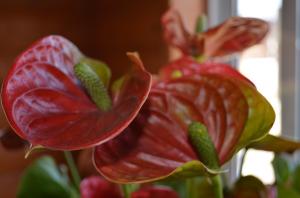 6 tajemství péče Anthuriums ( "muž štěstí"). Mám pestré květiny po celý rok