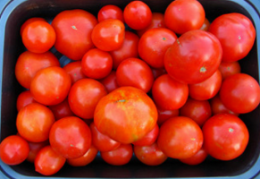 Když se prasnice rajčata, v jakém časovém horizontu? Tipy pro začátečníky