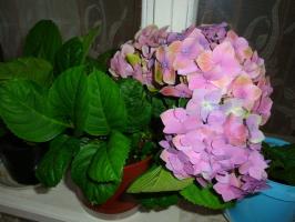 Hydrangea macrophylla: péče a pěstování rostlin